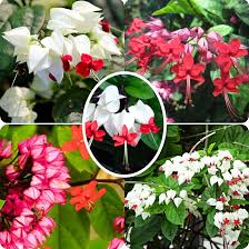 Image result for Clerodendrum