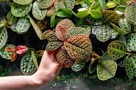 Image result for Ardisia