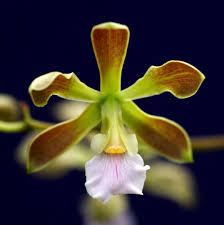 Image result for Ottelia exserta