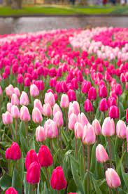 Keukenhof World Festival Directory Tulips Flowers Flower Show Amazing Flowers