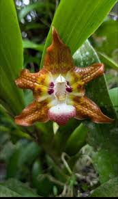 Image result for Microcoelia bulbocalcarata