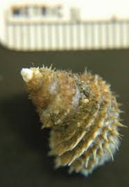 Image result for Hypoestes cancellata