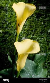 Image result for Zantedeschia albomaculata