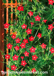 Image result for Ipomoea quamoclit