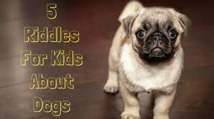 Here is the best doggone list of dog puns and jokes to share! Dog Riddles