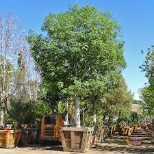 The Shamel Ash Also Known As The Evergreen Ash Is A Great Solution For Just About Any Landscape Tha Fast Growing Trees Shade Trees Fast Growing Shade Trees