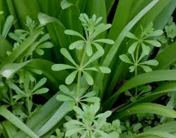 Image result for Galium ossirwaense