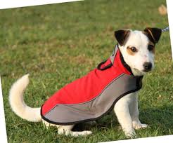 Der parson russel terrier wurde bis 1999 als parson jack russell terrier bezeichnet. Russell Terrier Hundeumhang Vlies 55 1