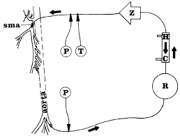 The procedure began with infiltration of the local anesthetic into the planned incision sites, and areas of planned elevation and liposuction were infiltrated with … Detection Thresholds Of Nonocclusive Intestinal Hypoperfusion By Doppler Ultrasound Photoplethysmography And Fluorescein Journal Of Vascular Surgery