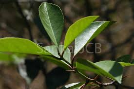Image result for Gymnosporia buchananii