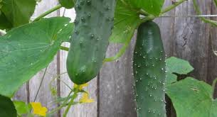 Maybe you would like to learn more about one of these? How To Grow Cucumbers Sustainable Gardening Australia