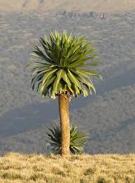 Image result for Lobelia pteropoda