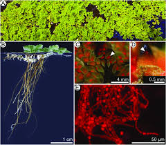 Image result for Azolla