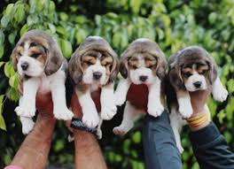 #198754 some very pretty puppies 2 boys and 2 girls. Beagle Puppies For Sale Ohio City Oh 347632 Petzlover