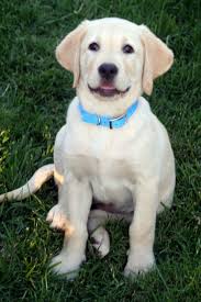 Labrador retriever breeders below is a sample search of our labrador retriever breeders with puppies for sale. Yellow Lab Zippo S Twin Labrador Retriever Dog Labrador Retriever Lab Puppies