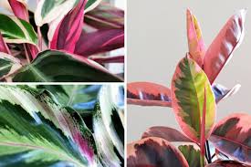 Among the thousands present, which ones have the most pictures, comments and other details added? Variegated Plants Nature S Painted Beauties Plant Care Tips And More La Residence