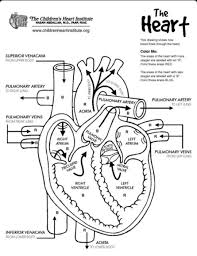 Heart Diaphragm The Heart For Students Heart Diagram Nurse Nursing Study