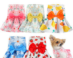small dog wearing a dress and a bowの画像