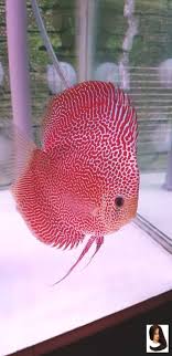 Aquarium Bettafish Discus Fish Fishtank Leopard Spotted Tropicalfish Spotted Leopard Discus Fish Bettafish Aquarium Akvaryum Baligi Sualti Akvaryum