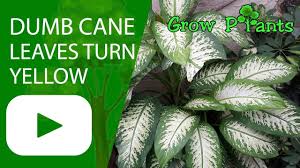 Dumb Cane Leaves Turning Yellow Dieffenbachia Dumb And Dumber Plant Leaves Plant Information