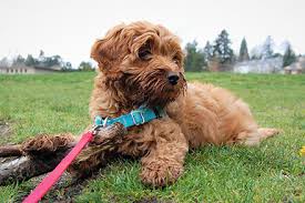 If you are looking for a mini labradoodle puppy for your home and family, then purchase your mini labradoodle puppy today! Labradoodle Breed Information Lifetime Pet Cover
