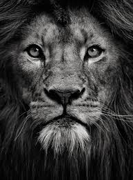 Black And White Lion And Lioness Picture Portrait Of A King By Mats Lilja Animalphotography Photography Leao Preto Retratos De Animais Fotografia De Leao