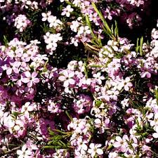 May 12, 2021 · marienthal's team installed plants like star jasmine to hide the utilities, coleonema pulchellum 'sunset gold', anemone 'honorine jobert', and australian violet. Coleonema Pulchellum Compact Form At San Marcos Growers
