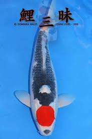  Tancho Goshiki Binatang Ikan