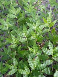 Image result for Oplismenus compositus