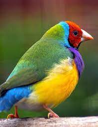 Finches are small birds with forked or notched tails, moderately pointed wings, rounded or elongated bodies and round heads, with more or less triangular bills. Notebook Gouldian Finch Zebra Finches Bird Birds Feeding Food Toys Seed Wild Pages Press 9781687298973 Amazon Com Books