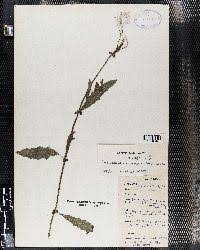 Image result for Crassocephalum picridifolium
