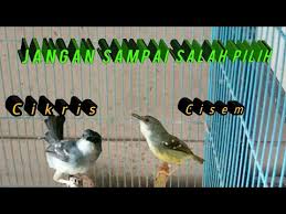 For your search query suara ciblek kristal mp3 we have found 1000000 songs matching your query but showing only. Perbedaan Ciblek Kristal Ciblek Semi Youtube