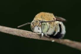 鞋斑無墊蜂 青條花蜂 species amegilla calceifera cockerell 1911 animals insects bee