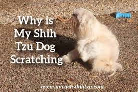 Dublin's allergic itch seemed endless until the right solution came along. What Can I Do About My Shih Tzu Itchy Skin