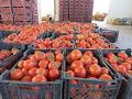 نتیجه تصویری برای قیمت گوجه
