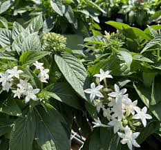 Image result for Pentas schumanniana
