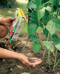 Himbeeren Dungen Garden Care Avocado Pflanze Gartentipps
