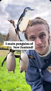 The 3 main penguins of Aotearoa New Zealand! , Absolutely love being from  the penguin capital of the world 🐧, #newzealand #wildlife #nature #nz  #penguin #andyjohnston #wildlifeeducation #naturefacts ...