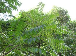 Image result for Cedrela