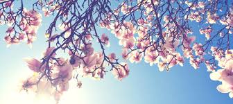 Der frühling oder lenz, auch das frühjahr genannt, ist eine der vier jahreszeiten und folgt auf den winter. Wenn Juckende Augen Den Fruhling Truben Aumedo