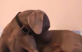 «l'auteur de la lettre dénonce des faits de #pédophilie, de #zoophilie et de #sadomasochisme, et menace de se #suicider. Https Zootube1 Com Videos Big Tit And Dog Html 2021 08 03 Daily 0 8 Https Zootube1 Com Pics Vpic 8000 8055 Preview Jpg Big Tit And Dog Https Zootube1 Com Get File 1 7c9a42f78ad4f46bc3a08e49d83037e10c58eb863b 8000 8055 8055 Mp4 3 8 98987