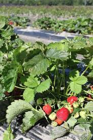 Weitere ideen zu erdbeeren pflanzen, pflanzen, erdbeeren. Erdbeeren Pflanzen Pratkische Tipps Und Tricks Von Lubera