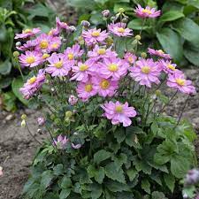 Deer And Rabbit Resistant Perennials Walters Gardens Inc Part Shade Flowers Anemone Flower Flower Garden Design