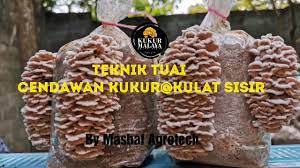 Ia tergolong dari keluarga schizophylaceae. Langkah Langkah Penanaman Penjagaan Bongkah Cendawan Kukur Kulat Sisir Part 4 Tuai Youtube