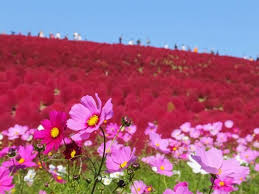 国営ひたち海浜公園 コキア コスモス畑 ひたち海浜公園 国営ひたち海浜公園 海浜