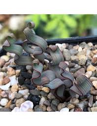 Image result for Trachyandra