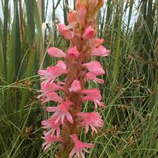 Image result for Satyrium hallackii