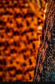 Latest Hd Cb Edit Backgrounds 2018 New Cb Backgrounds For Picsart Editing 2018 Th Dslr Background Images Blur Image Background Photoshop Digital Background Search more high quality free transparent png images on pngkey.com and share it. latest hd cb edit backgrounds 2018