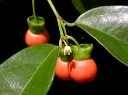 Image result for Heisteria