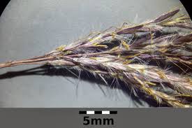 Image result for Ischaemum